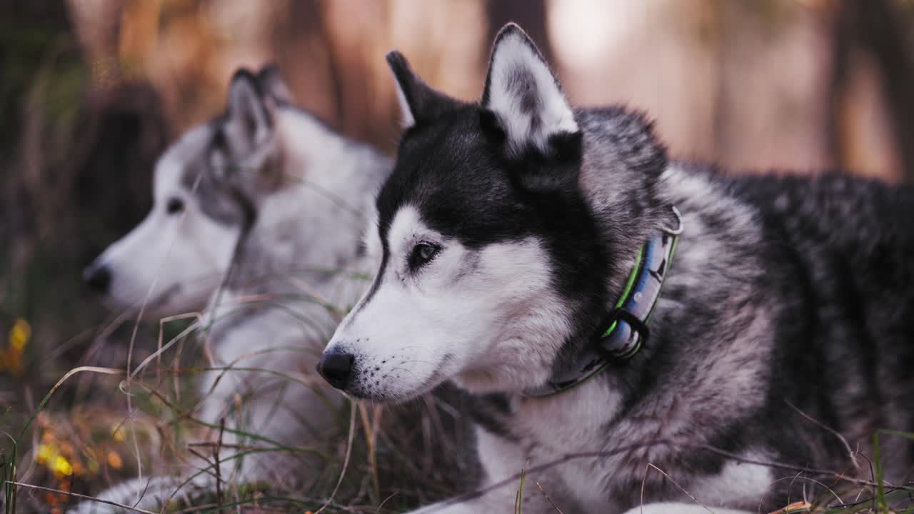 toma de dos perros husky uno sentado el otro va a sentarse