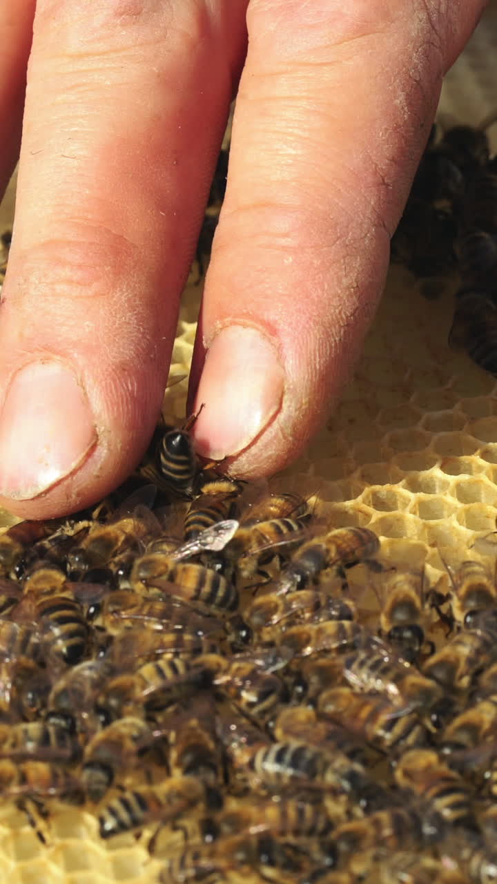 Beekeeper examines bees in honeycombs. Frames of a beehive. Apiculture Vertical video