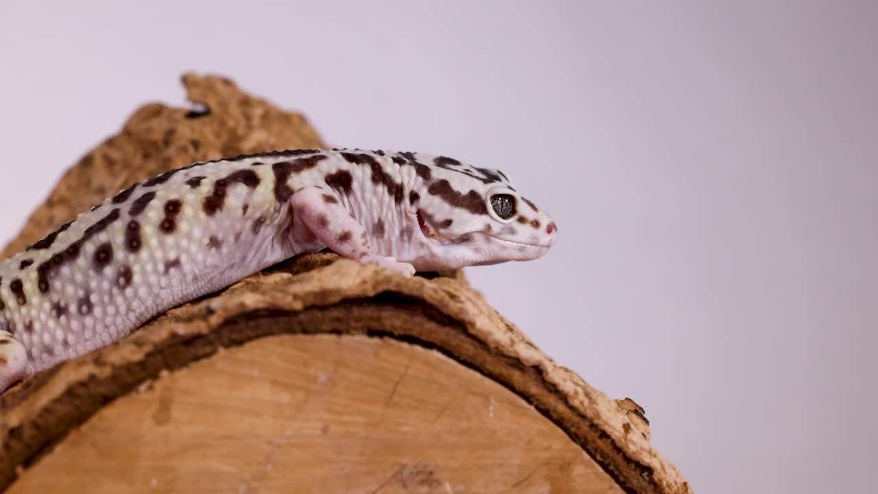 A close-up profile shot of a leopard gecko resting calmly on textured wood bark
