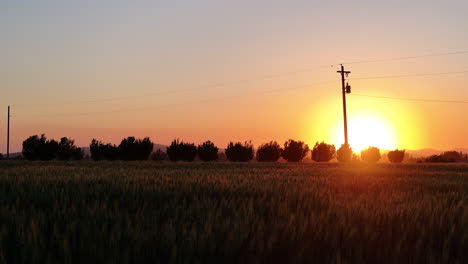 sunset glows behind a row of trees, casting an amber hue across a wheat field. power poles and utility lines stretch across the sky, connecting rural life to modern infrastructure