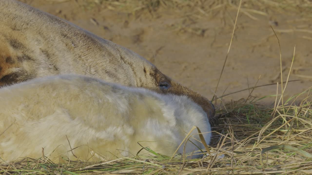 Stagione di riproduzione della foca grigia atlantica, con cuccioli appena nati dalla pelliccia bianca, madri che allattano, accarezzano e creano un legame nel caldo sole di novembre.