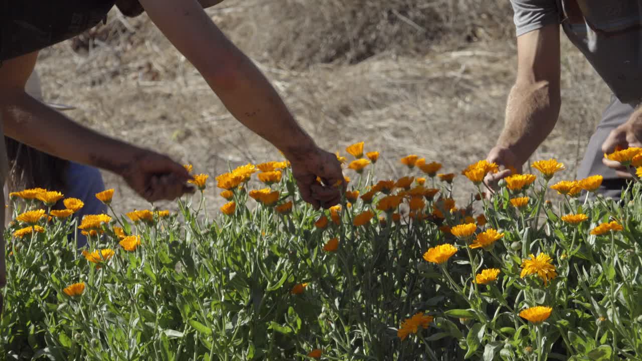 Contadini raccolgono fiori in una fattoria biologica sperimentale e sito di permacultura a Summerland, California.