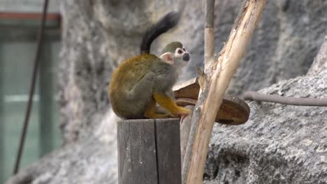 common squirrel monkeys at zoo with wooden log and rope on rocks