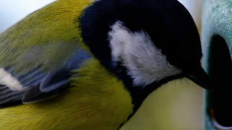 Toma-Macro-Cinematográfica-En-Cámara-Lenta-De-4k-De-Pájaros-Volando-A-Un-Comedero-Para-Pájaros-Y-Comiendo-Semillas