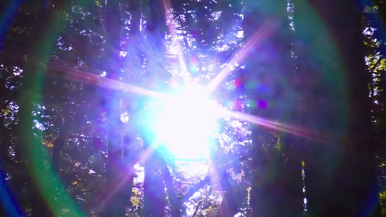 Raggi di sole luminosi e bagliore colorato dell'obiettivo attraverso gli alberi della foresta