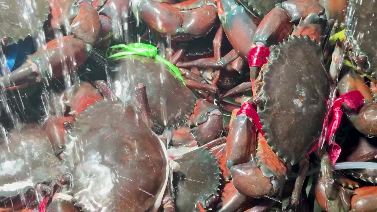 Close-up shot of live mud crabs with claws tied, being sprayed with water in Krabi