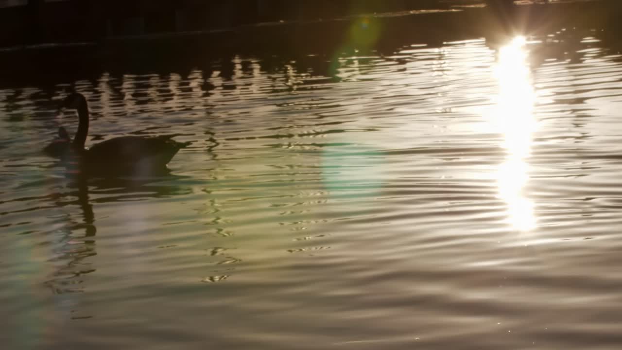 pato grande nadando a pato más pequeño en el estanque, sol de la puesta del sol reflejándose en el agua, los ángeles