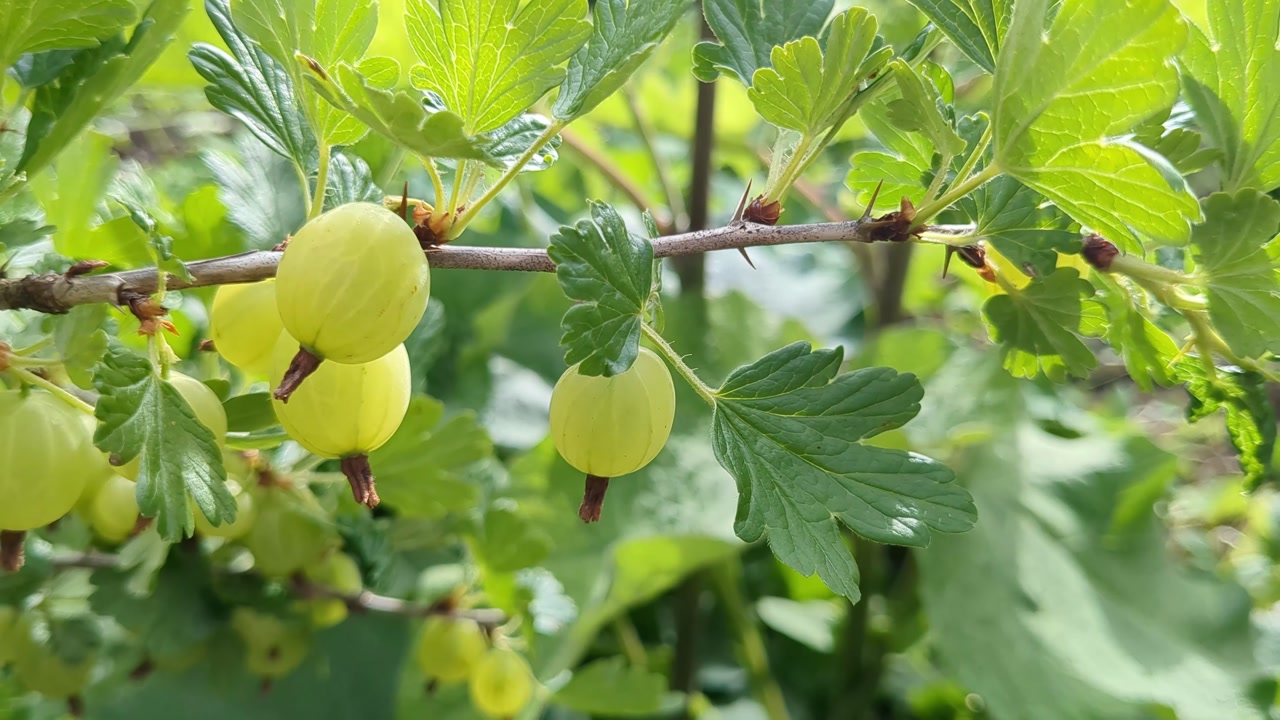 Green and fresh gooseberries growing in garden, food gardening detail