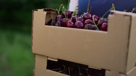 ripe cherry harvest crate. farmer carry sweet berry crop basket in plantation.