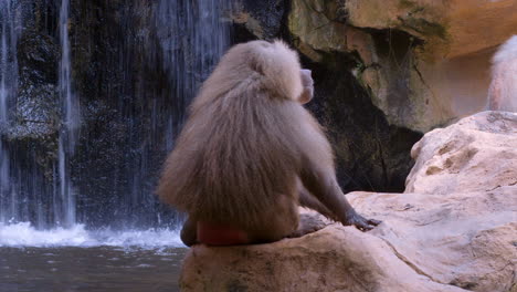 single baboon resting near waterfall