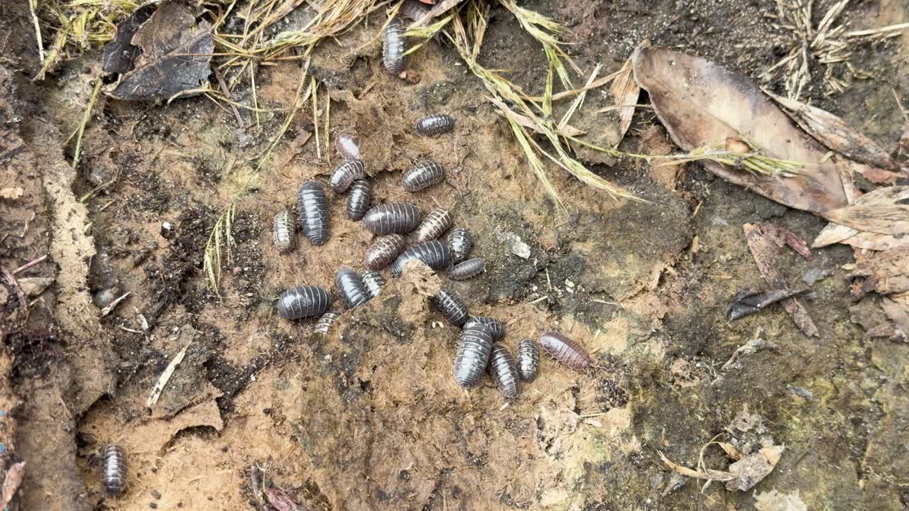 Group of pillbugs dispersing on moist earth, macro view, natural daylight, steady overhead camera