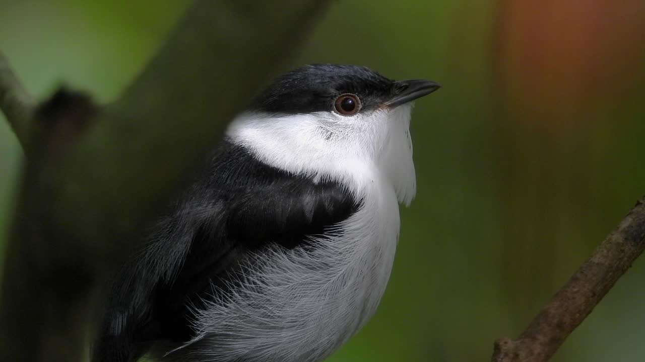 A peaceful and relaxing image of a playful White-bearded Manakin on a branch observing its surroundings in the Coffee Axis region.