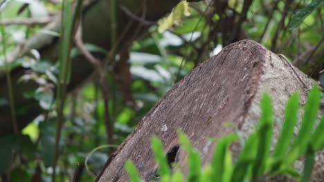 Eastern-water-dragon-on-a-log-getting-spooked-and-running-away