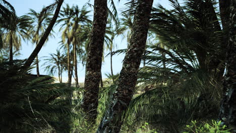 palm trees in the desert