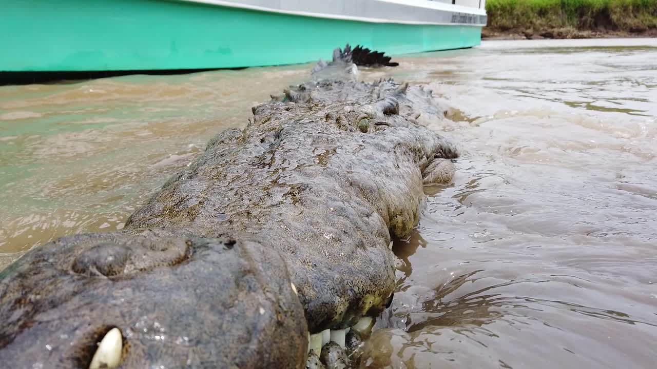 gran cocodrilo atacando en un río.