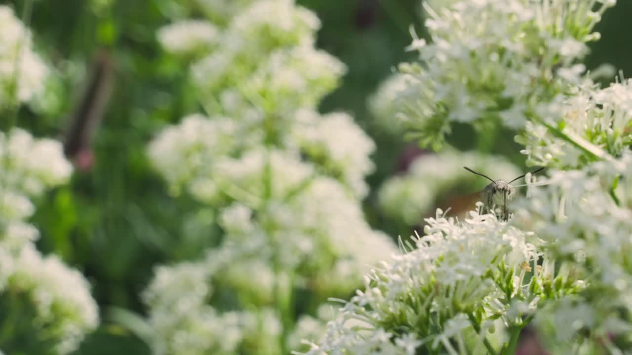 Watch the fascinating Hummingbird Hawk-Moth as it hovers delicately over a flower, searching for nectar. This mesmerizing moment showcases the beauty and agility of this unique insect in flight.