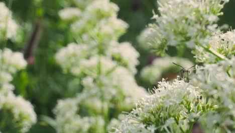 watch the fascinating hummingbird hawk-moth as it hovers delicately over a flower, searching for nectar. this mesmerizing moment showcases the beauty and agility of this unique insect in flight.
