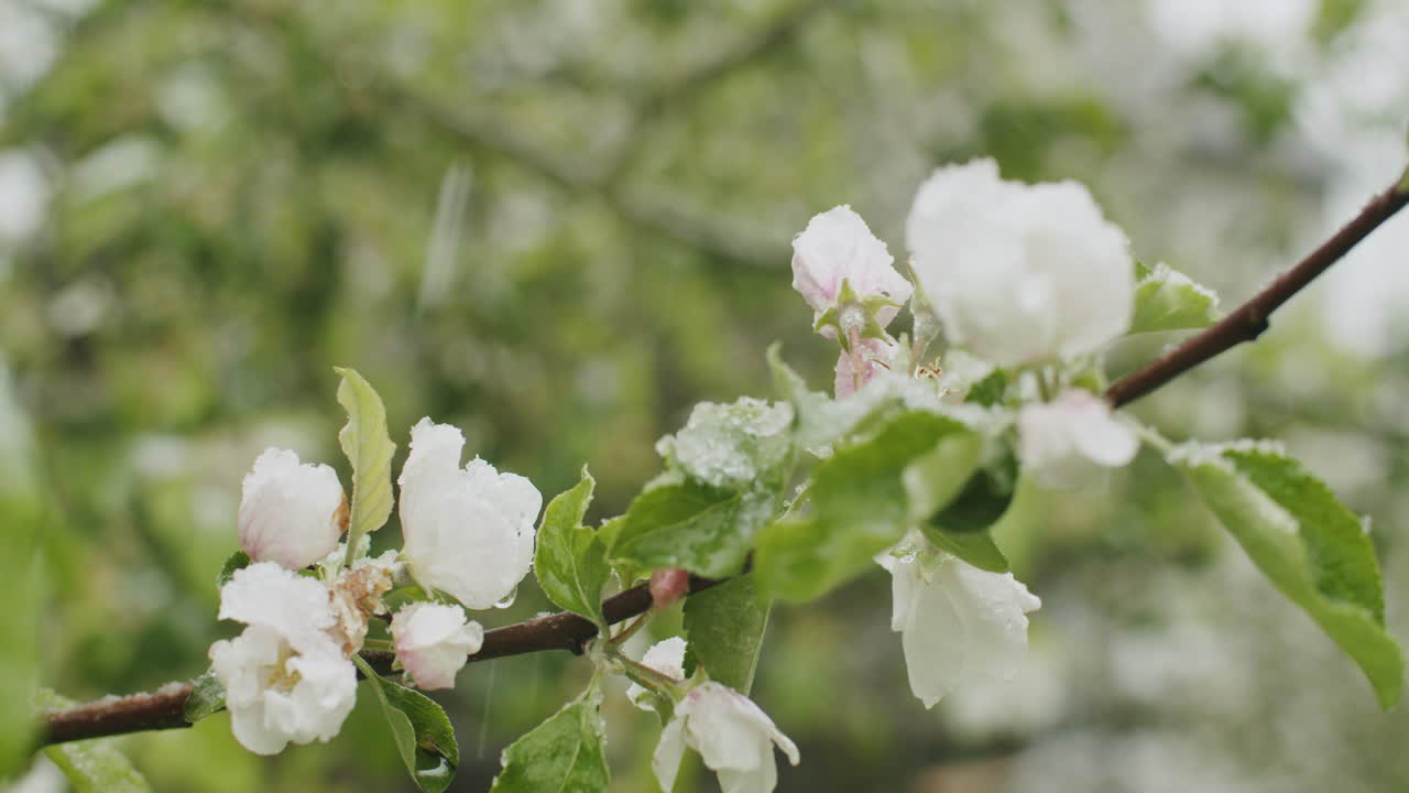 Close-up shots of apple blossoms on a branch during snowfall in mid april in southern Germany