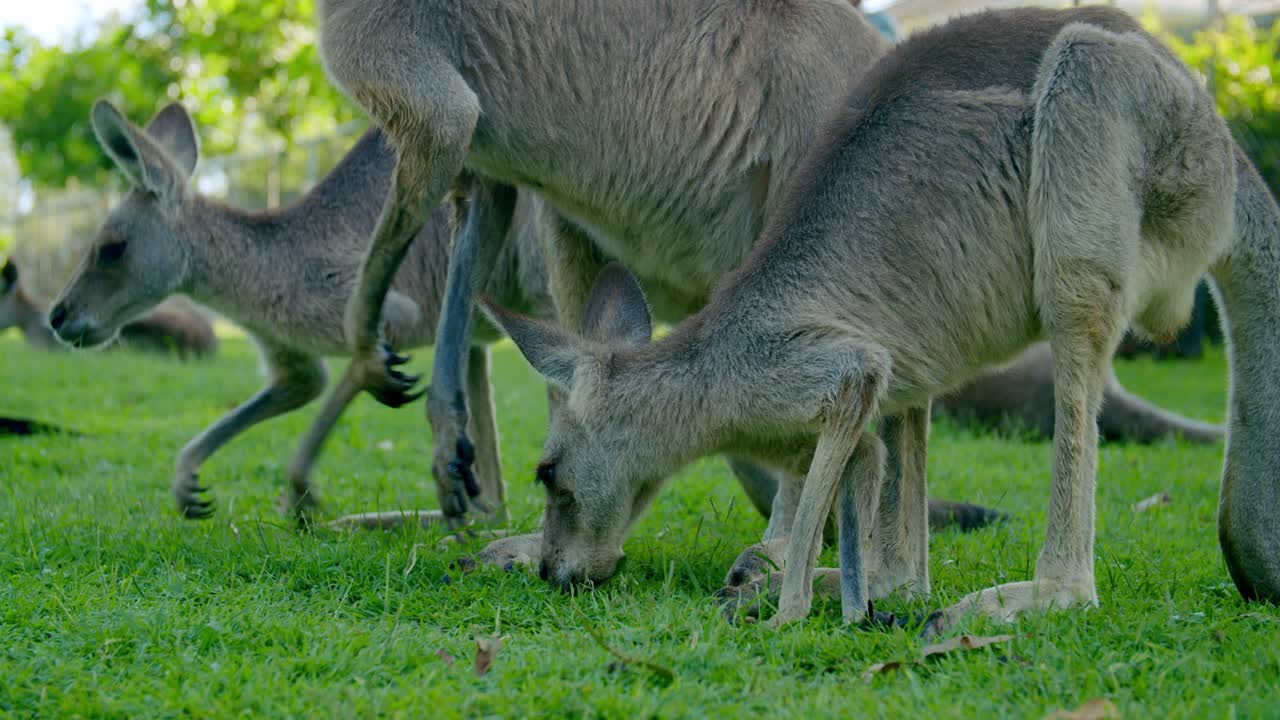 Group Of Eastern Grey Kangaroos Eating Green Grass
