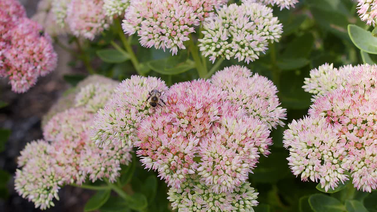 Sedum flowers with a bee