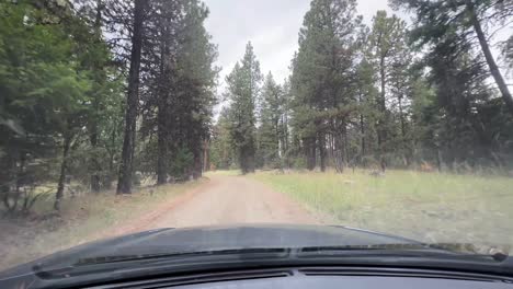 POV---Car-Driving-Over-Dirt-Road-Through-Forest-Trees-In-Oregon