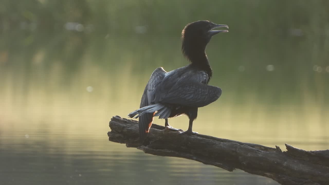 cormorán - ave de pesca en el área del estanque