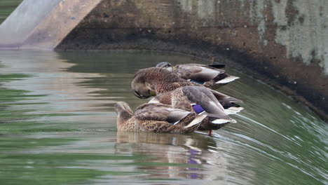 Einige-Weibliche-Stockenten-Sitzen-Am-Rand-Eines-Damms,-Um-Den-Herum-Wasser-Fließt