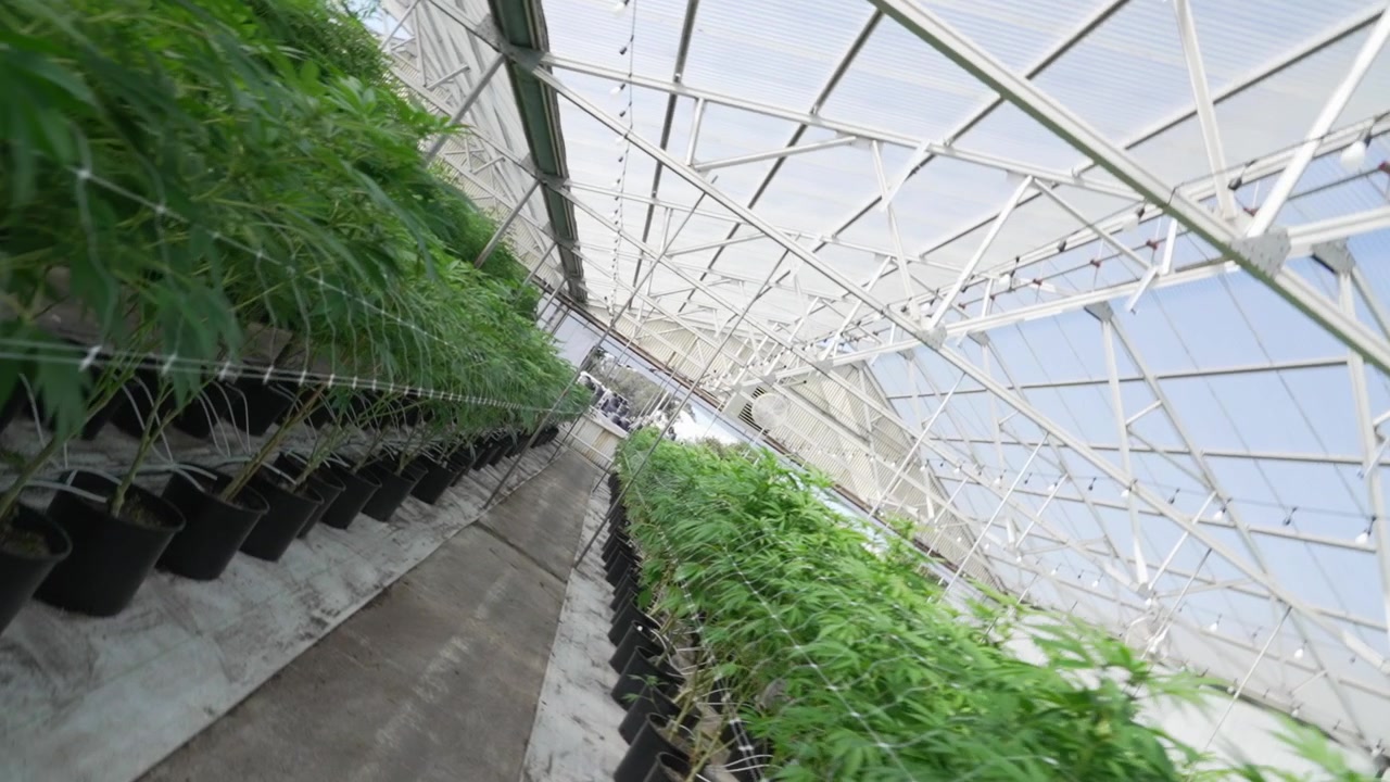 Toma giratoria de plantas de cannabis en macetas en una larga fila bajo el techo de cristal de un invernadero