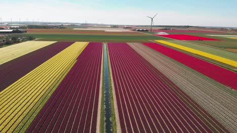 Eine-Typisch-Holländische-Landschaft-Im-Frühling