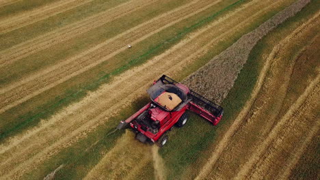 wheat harvesting. combine harvester working on sunny summer day. aerial view.