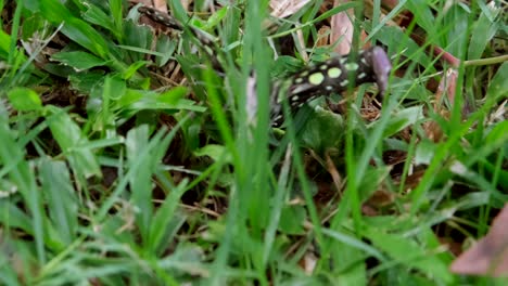 a large, green, white, and black color butterfly walking on the meadow