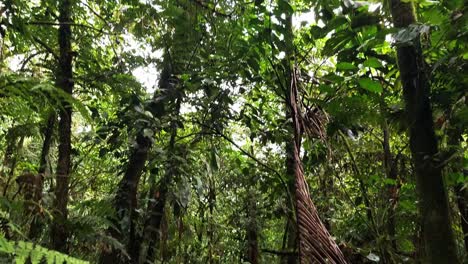 Mujer-Musulmana-Camina-Por-La-Selva-Tropical-De-Costa-Rica