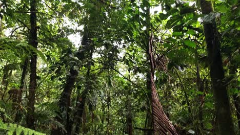 muslim woman walks through costa rica rainforest