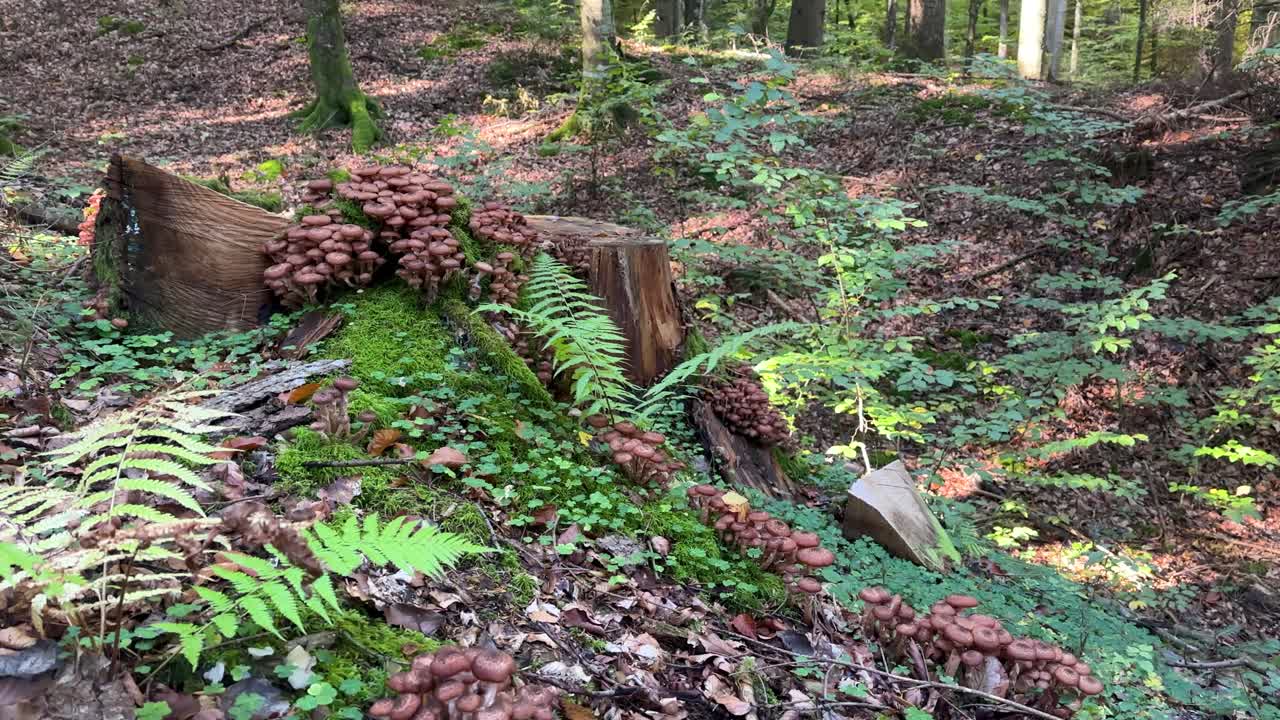 Wild mushrooms growing on tree root in Romanian forest