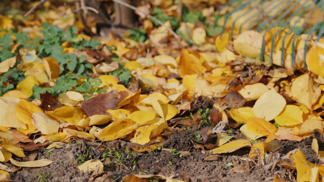Rastrellare le foglie cadute in giardino