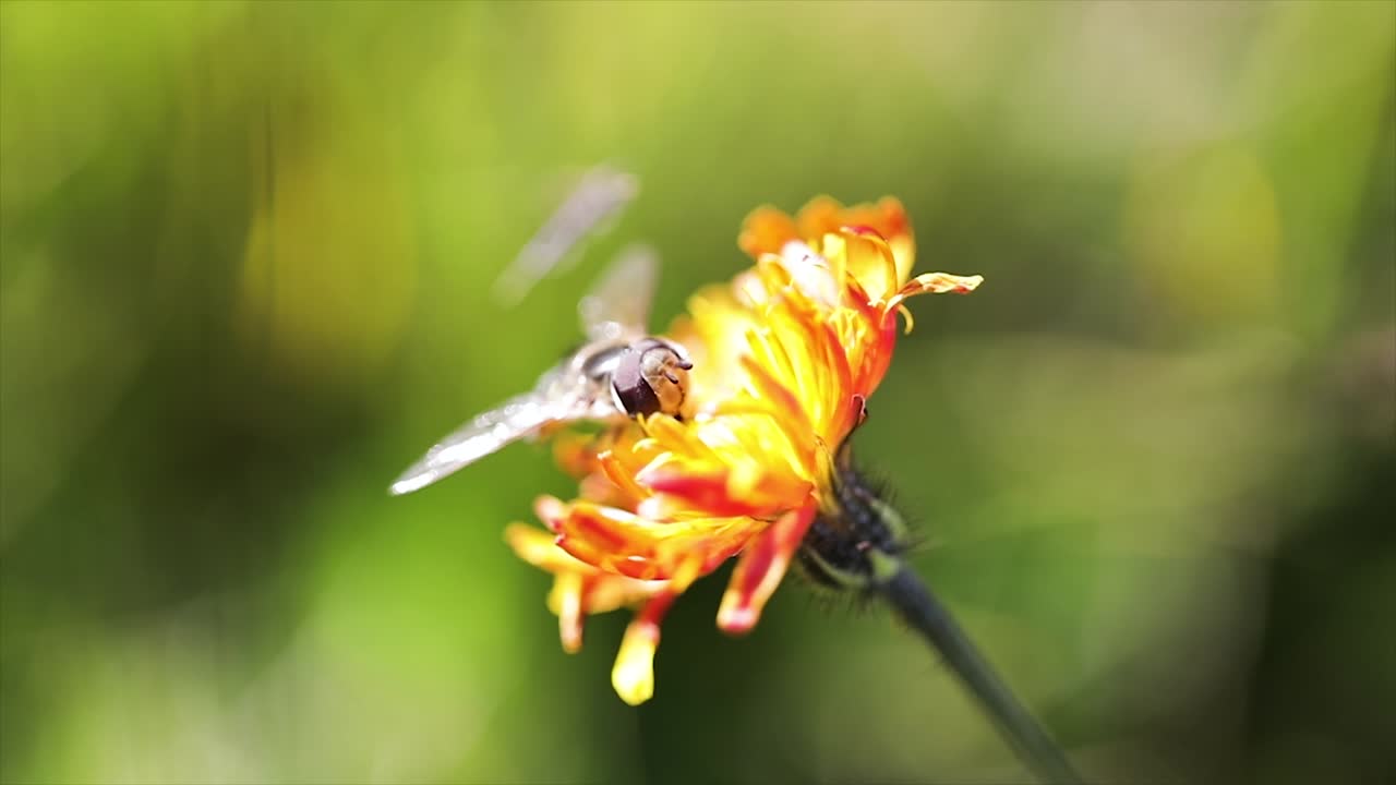 la avispa recoge el néctar de la flor crepis alpina