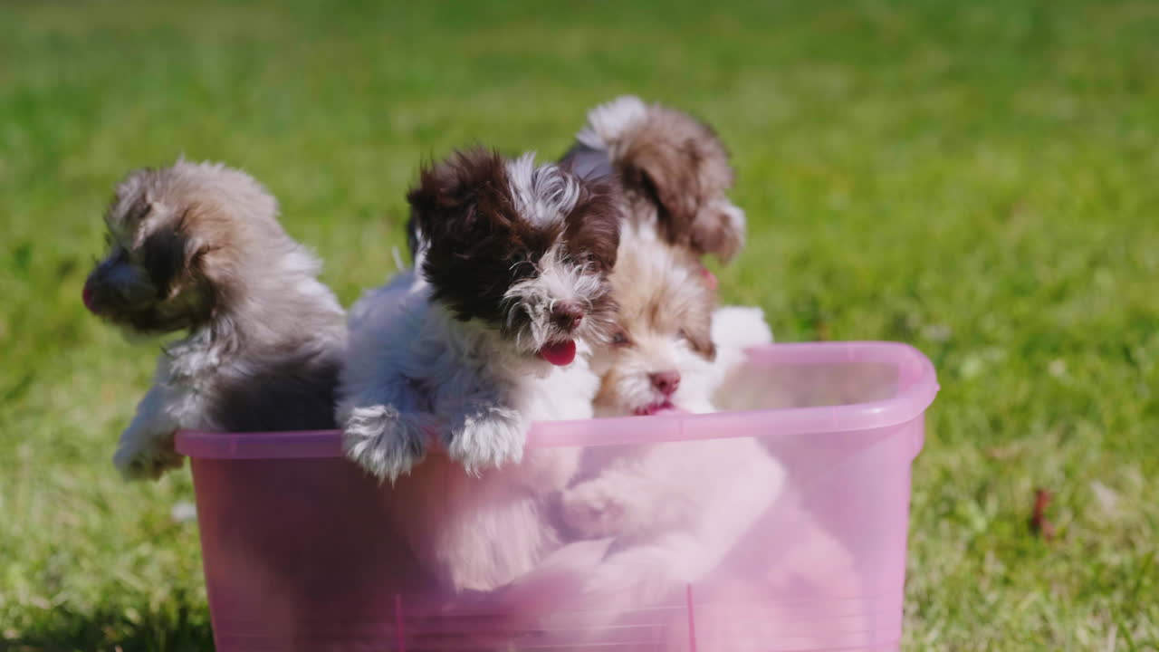플라스틱 욕조에 강아지