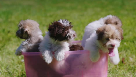 cachorros en una tina de plástico