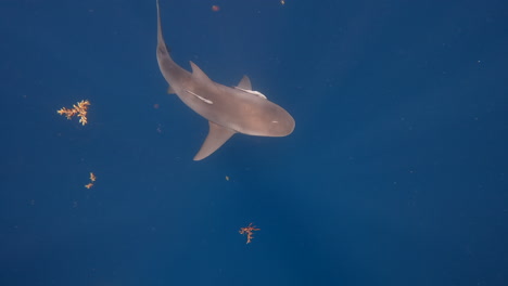 tiburón toro nadando lentamente a través del agua con la llamarada del sol en el océano azul profundo