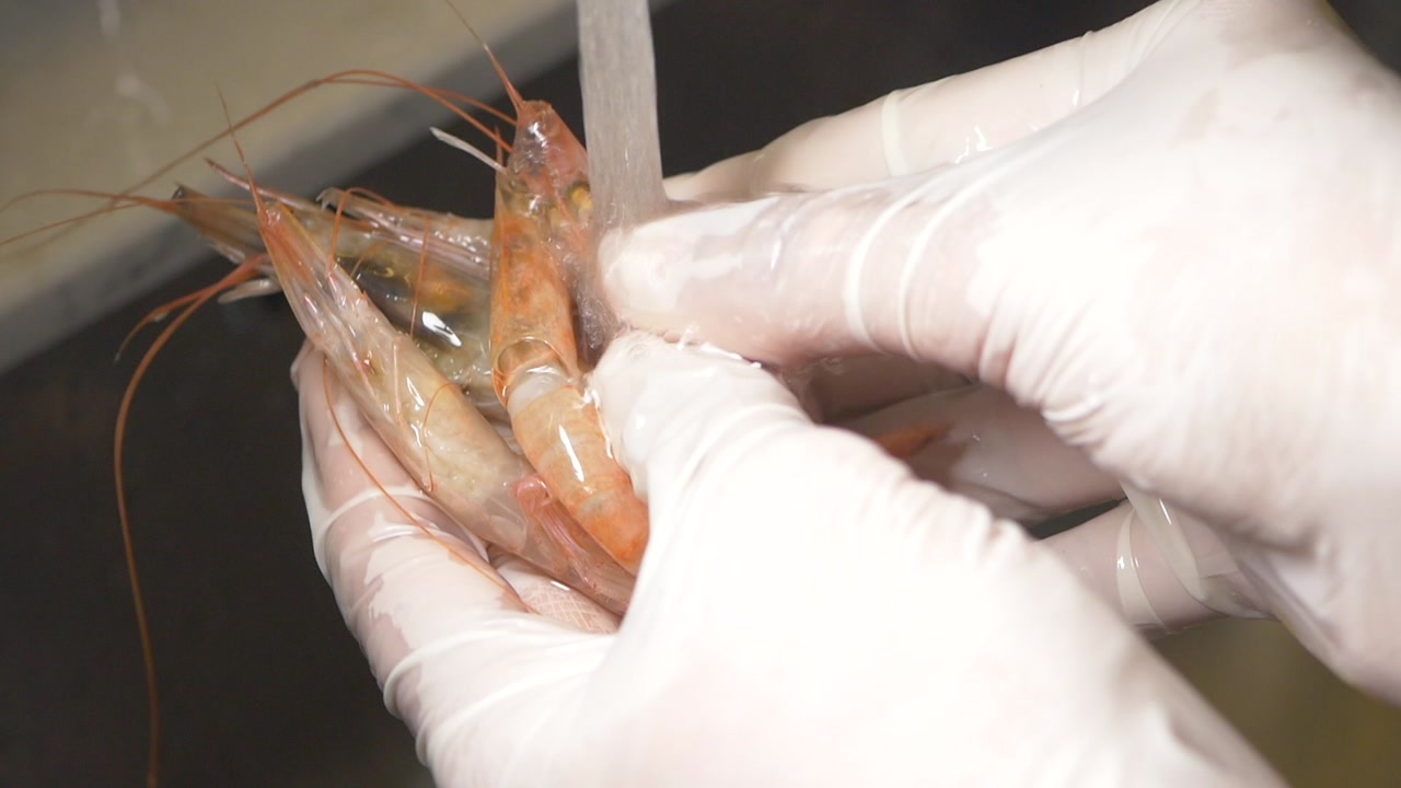 Hands in White Gloves Washing Fresh Raw Shrimp Under Running Water