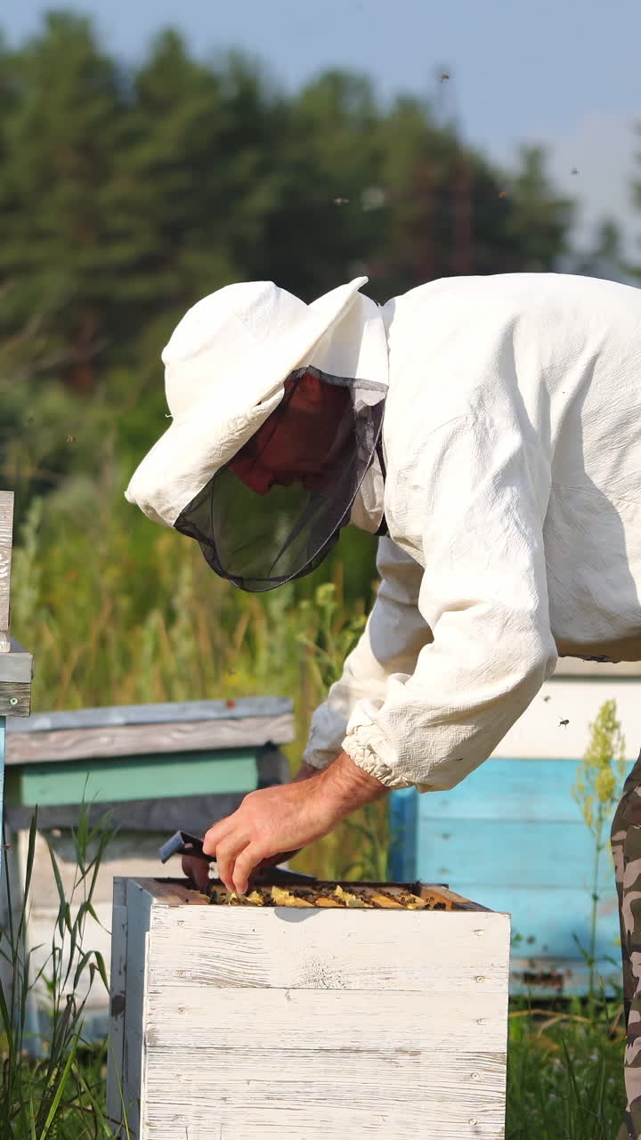 Beekeeper is working with bees and beehives on the apiary. Beekeeper on apiary. Vertical video