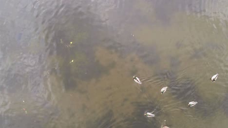 Slowly-descending-atop-a-group-of-mallard-ducks-converging-on-a-calm-clear-pond,-aerial