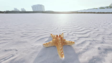 starfish on a sandy beach