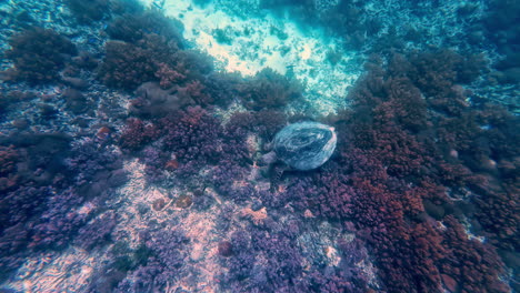 baby turtle swimming underwater searching for foods around corals in turtle paradise of indonesia