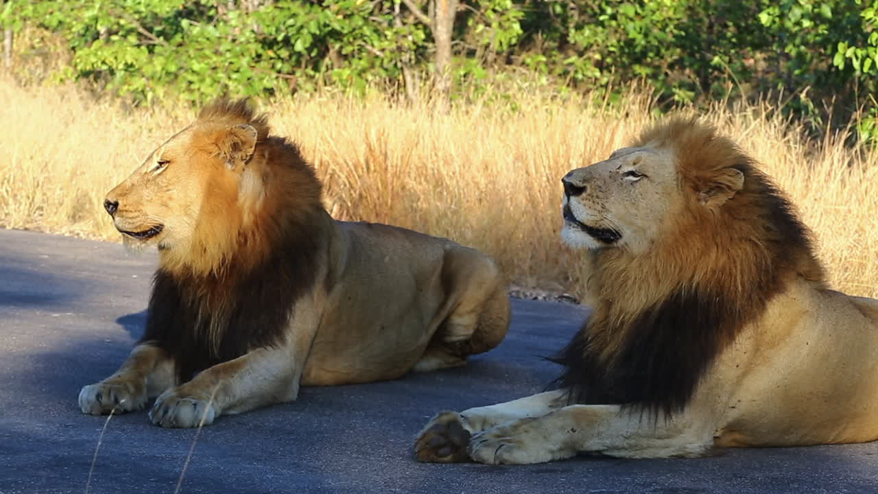 Una coalizione di leoni maschi nomadi giace insieme su una strada asfaltata, tenendo d'occhio attentamente l'ambiente circostante, fiutando l'aria in cerca di leonesse nelle vicinanze, Greater Kruger