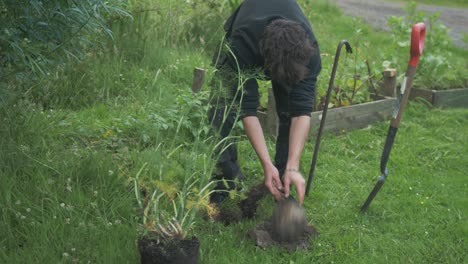 joven jardinería quita roca del suelo para trasplantar la planta de hinojo