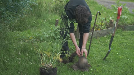 young man gardening removes rock from soil to transplant fennel plant