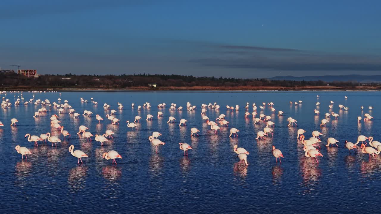 Flamingos gather in shallow water at sunset in a wetland area
