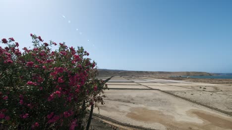 Salinas-de-Janubio-scene-in-Lanzarote-Canary-Islands