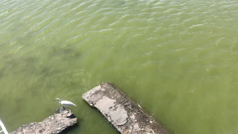 Vogelperspektive-Eines-Weißen-Silberreihers-In-Der-Nähe-Des-Green-Lake